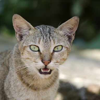猫的照片